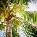 Perché le palme resistono anche agli uragani più violenti?