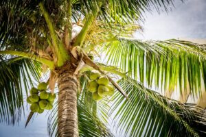 Perché le palme resistono anche agli uragani più violenti?