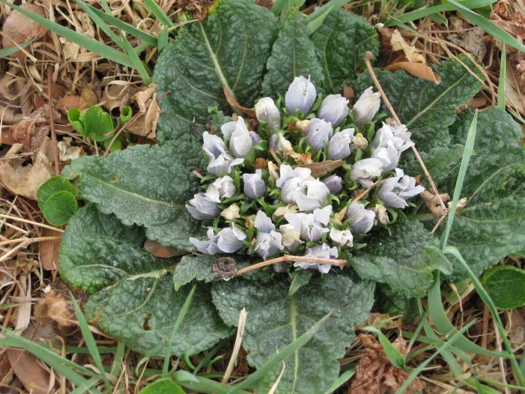 Mandragora, tra mito e veleno: la pianta che inganna ancora oggi Mandragora, tra mito e veleno: la pianta che inganna ancora oggi