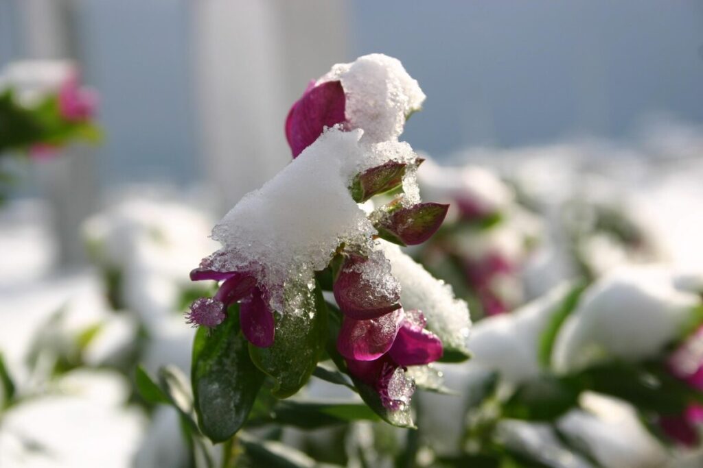 Fiocchi di neve: tutti diversi ma con forma esagonale Fiocchi di neve: tutti diversi ma con forma esagonale