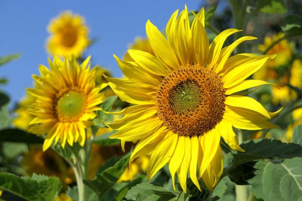Sette verità sorprendenti sul girasole: non è solo un fiore estivo Sette verità sorprendenti sul girasole: non è solo un fiore estivo