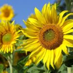 Sette verità sorprendenti sul girasole: non è solo un fiore estivo