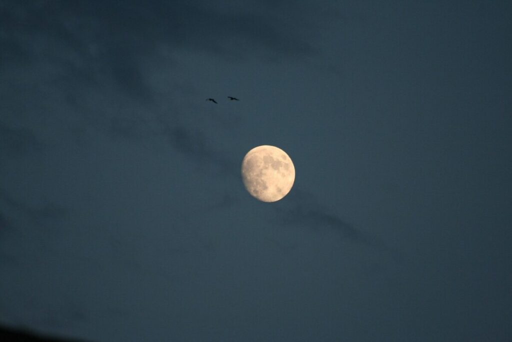 Super Luna e Perseidi: lo spettacolo celeste della notte di San Lorenzo Super Luna e Perseidi: lo spettacolo celeste della notte di San Lorenzo