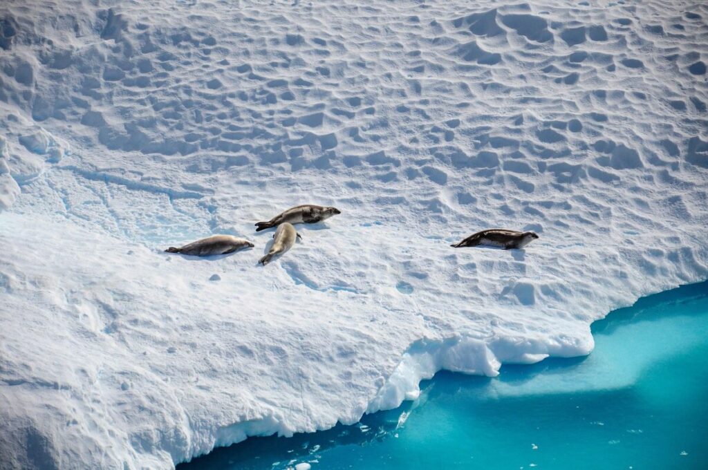 Antartide, aumento temporaneo del ghiaccio: nessuna inversione climatica Antartide, aumento temporaneo del ghiaccio: nessuna inversione climatica