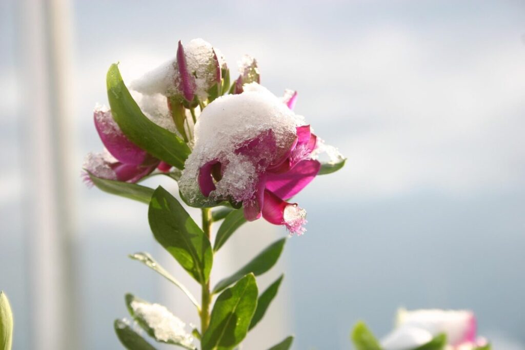 Storm glass, la bottiglia che leggeva il tempo Storm glass, la bottiglia che leggeva il tempo