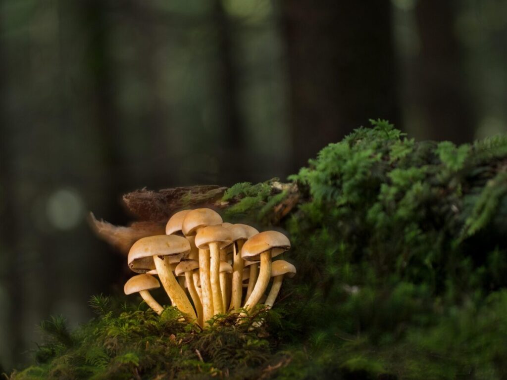 I funghi generano micro tempeste per diffondere le loro spore