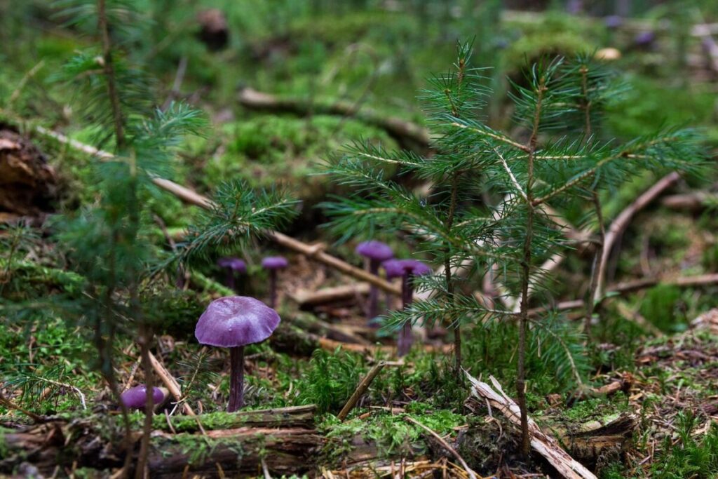I funghi generano micro tempeste per diffondere le loro spore