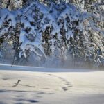 Neve a latitudini inaspettate: i casi più sorprendenti nella storia del clima