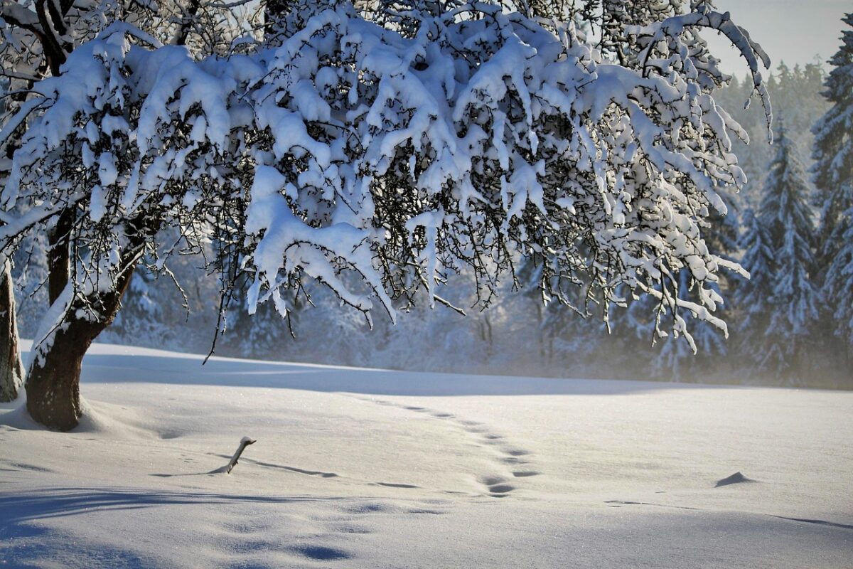 Neve a latitudini inaspettate: i casi più sorprendenti nella storia del clima