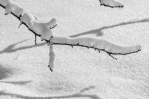 Storm glass, la bottiglia che leggeva il tempo