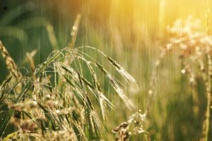 Il tempo fuori stagione: come il clima sta riscrivendo il calendario della natura