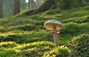 I funghi generano micro tempeste per diffondere le loro spore