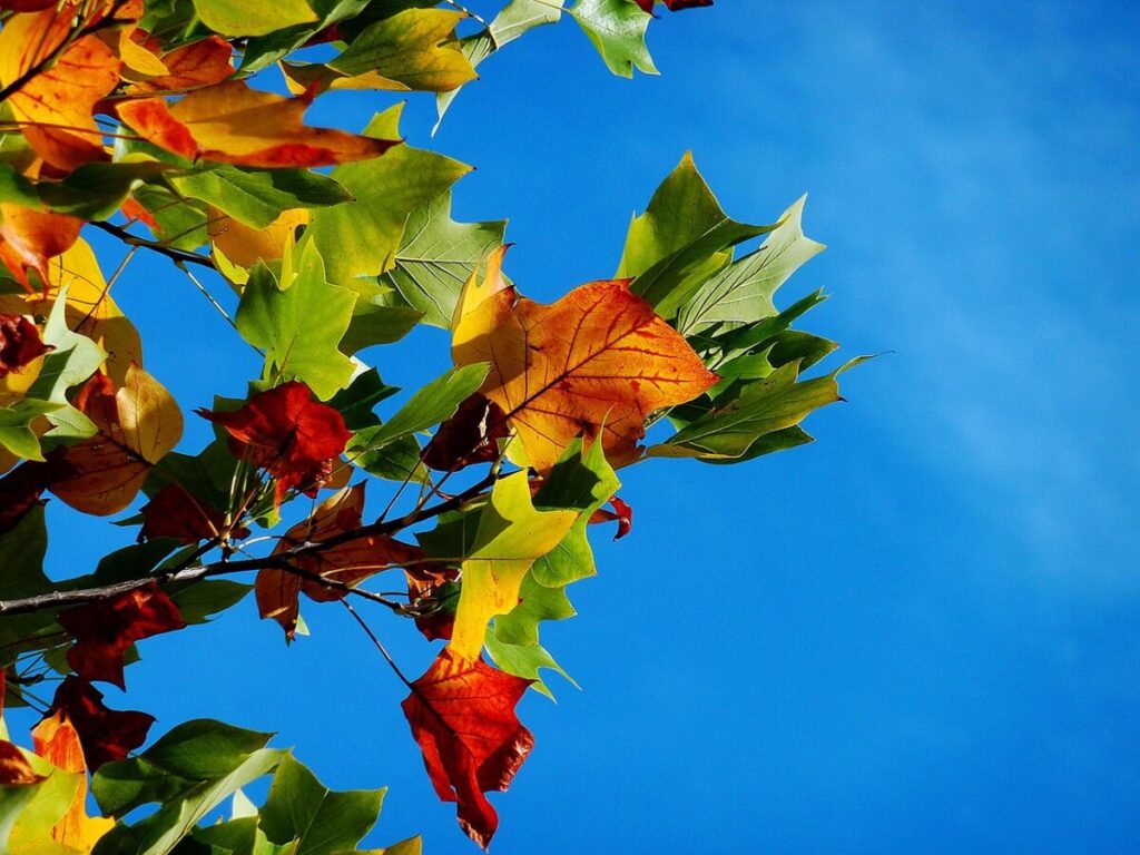Equinozio d’autunno: il giorno in cui la Terra si bilancia Equinozio d’autunno: il giorno in cui la Terra si bilancia